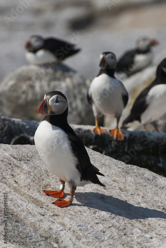 Puffin Birds Guarding Nests in Maine