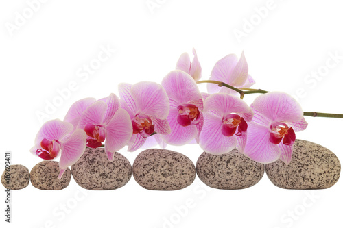 Fototapeta Naklejka Na Ścianę i Meble -  Orhidee auf Steinen freigestellt ohne Schaten