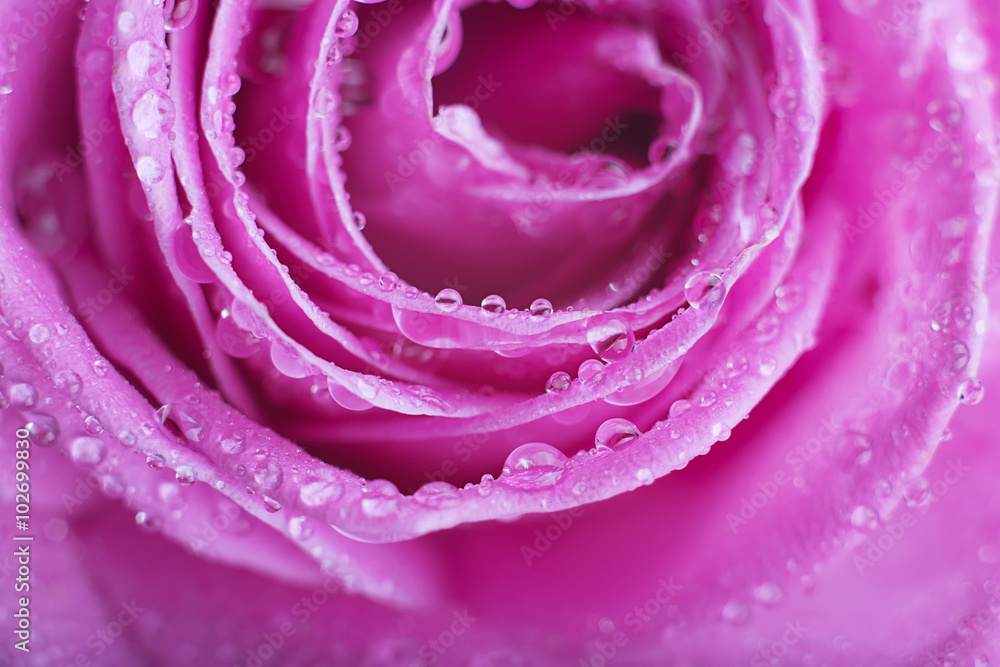 Rose close-up as background.Beautiful Rose Flower water drops.Pink rose macro close up with drops of dew Rose close-up as background.Beautiful Rose Flower water drops.Pink rose macro close up with drops of dew