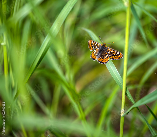 Mariposa sobre césped photo