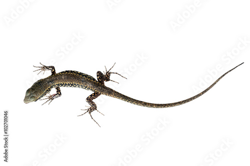 Close up shot of this reptile. Podarcis muralis.Wall lizard. Isolated on white.