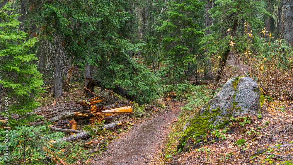 Trail in a dense forest among logs