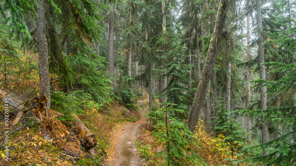 Dense autumn forest, BLUE LAKE TRAIL, Washington state