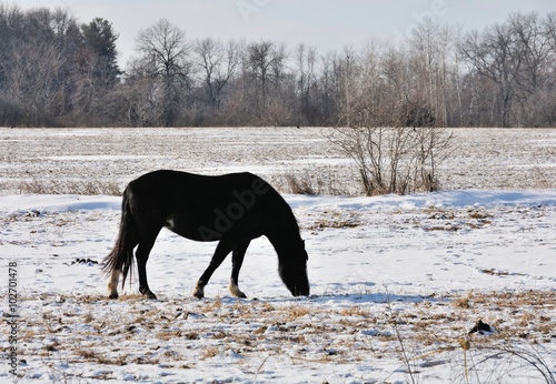 Horse in Snow