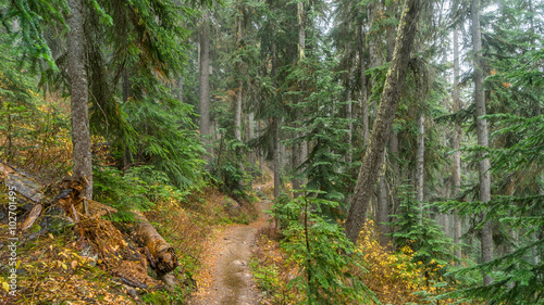 Dense autumn forest  BLUE LAKE TRAIL  Washington state