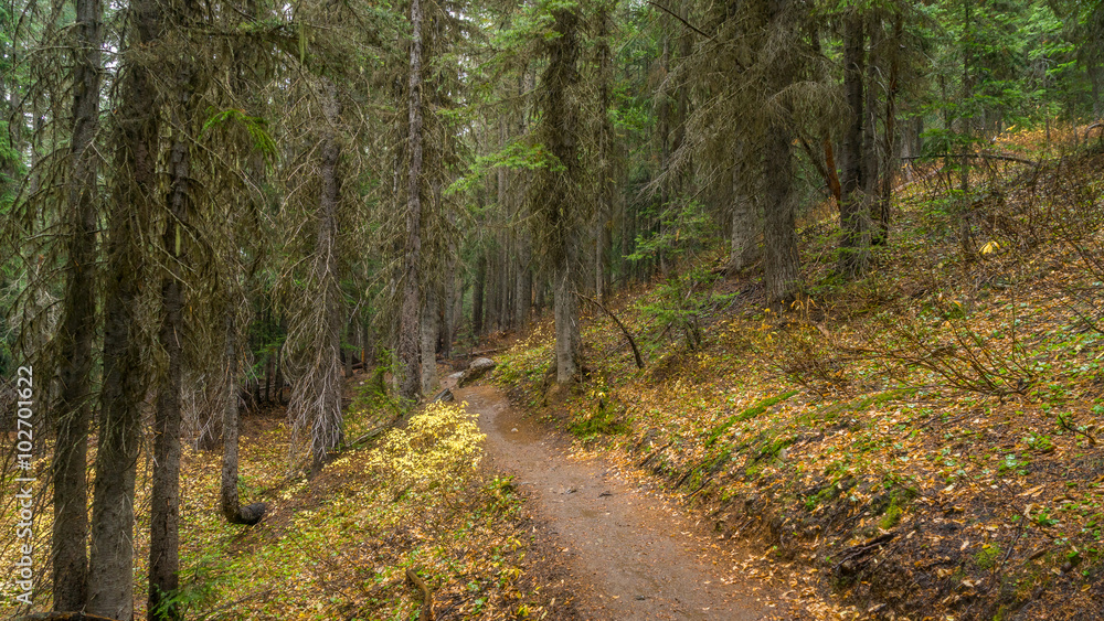 A path in the thick spruce forest. BLUE LAKE TRAIL, Washington state