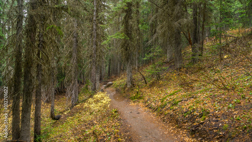 A path in the thick spruce forest. BLUE LAKE TRAIL  Washington state