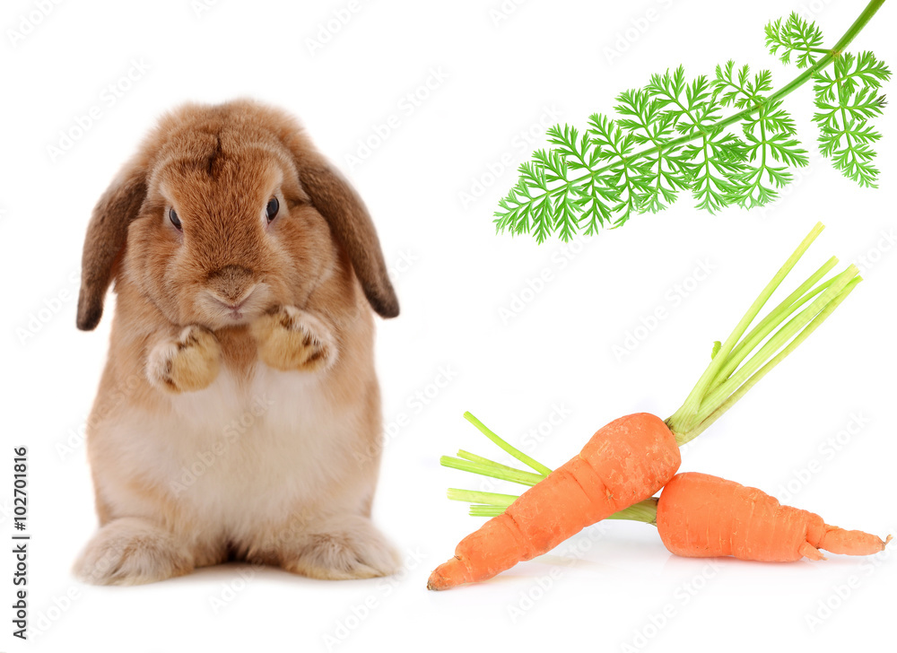 Obraz premium rabbit in Food isolated on a white background