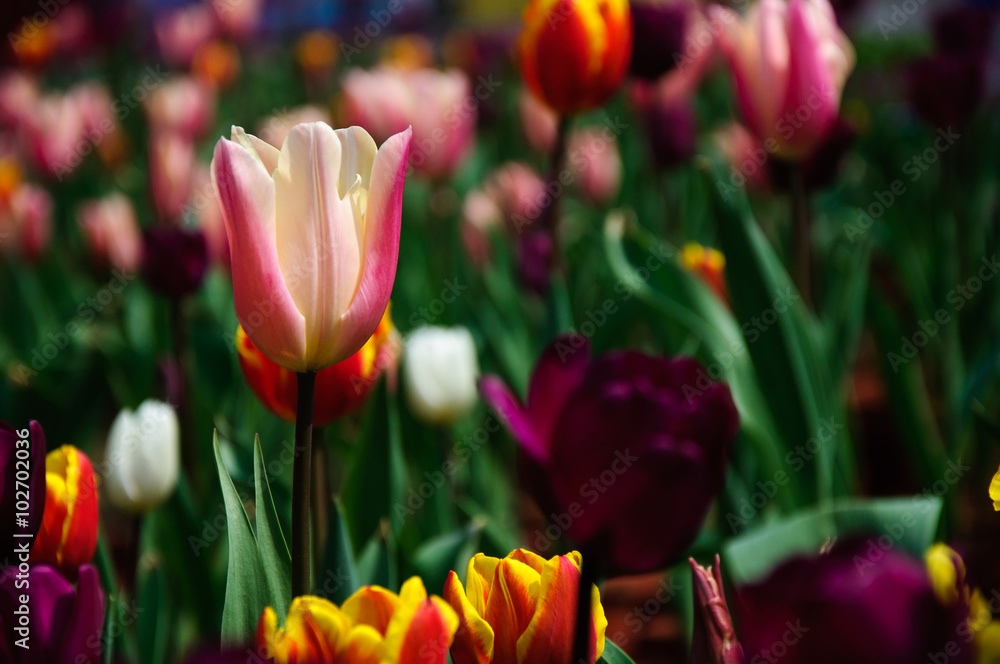 Beautiful blooming tulips in garden Beautiful blooming tulips in garden