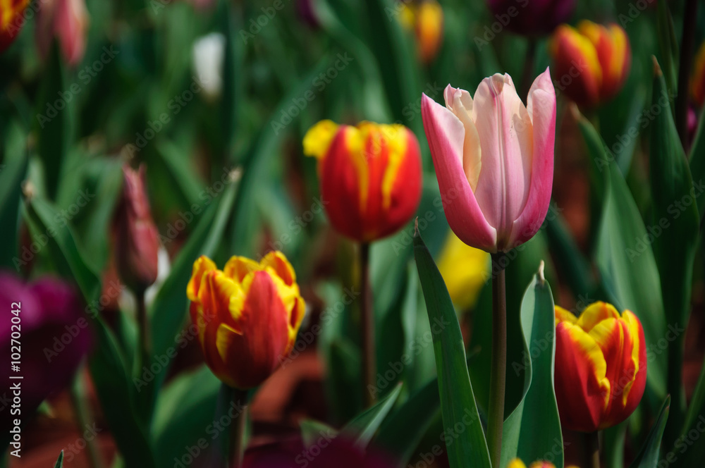 Beautiful blooming tulips in garden Beautiful blooming tulips in garden