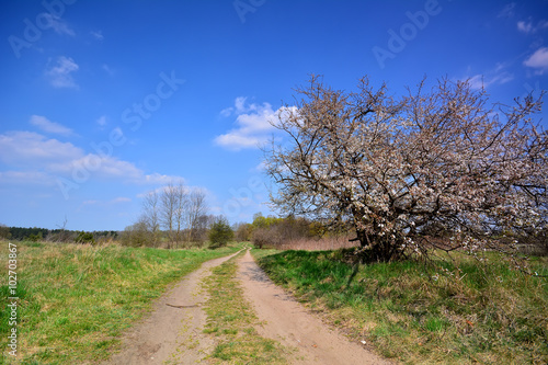 Spring landscape with dirt road