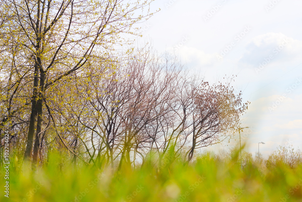 Obraz premium Spring park