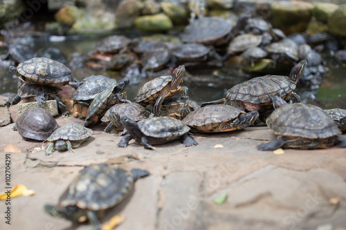 Group of slider turtles sitting on a stone