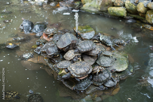 Group of slider turtles sitting on a stone