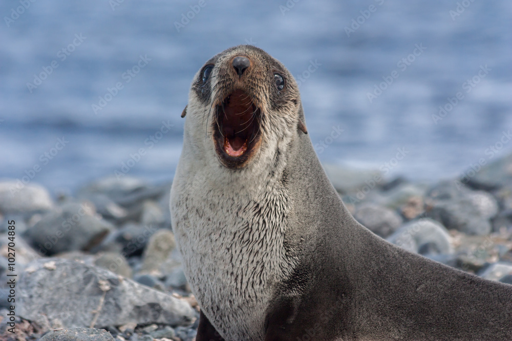 Fototapeta premium An Antarctica fur seal in Antarctica.