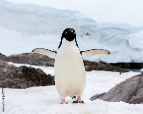 Canvas Print A Gentoo Penguin in Antarctica.
