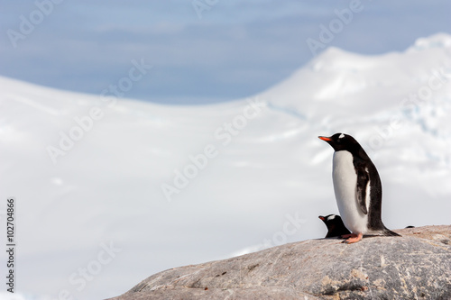 Two Gentoo penguins in Antarctica.