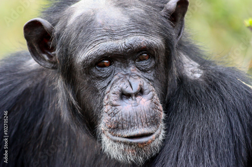 Chimpanzee © hakat