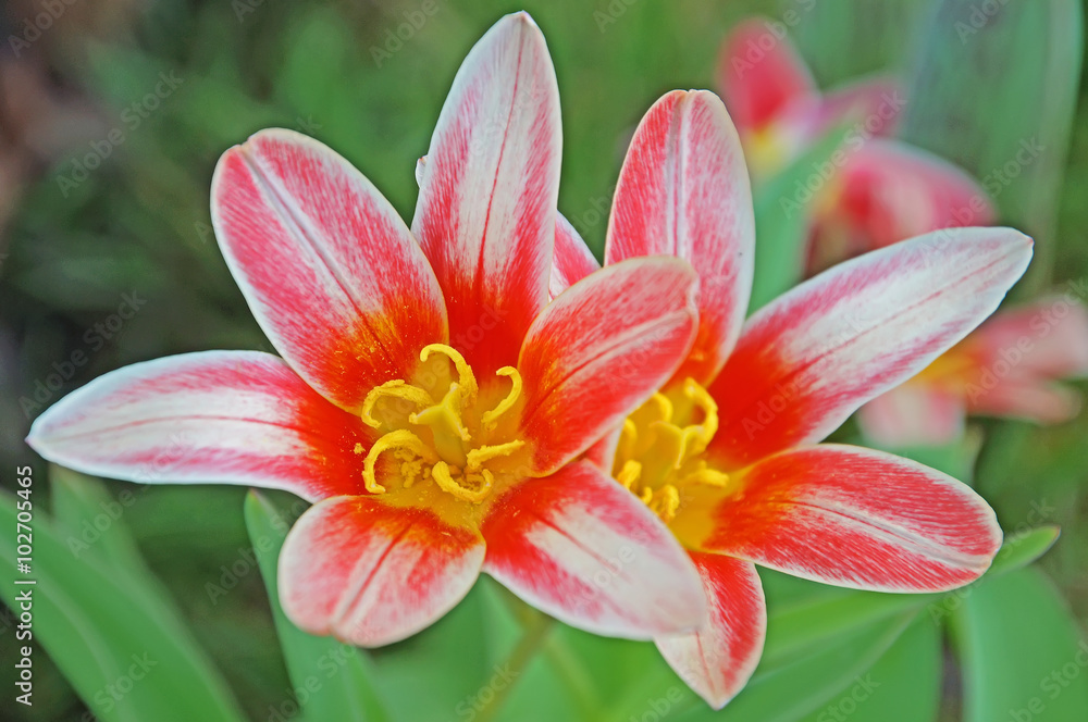 zwergtulpen blüte