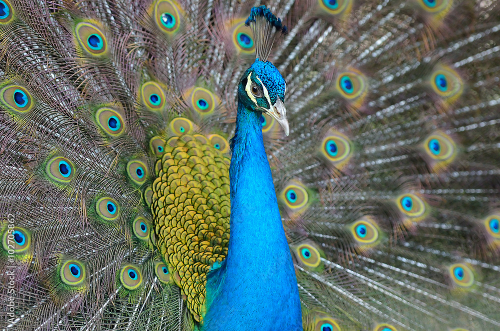 Obraz premium Portrait of beautiful peacock with feathers out..