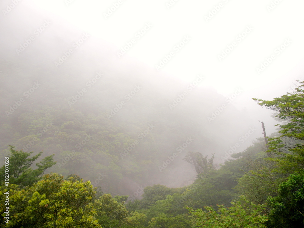 Φωτογραφία 屋久島　霧の登山道