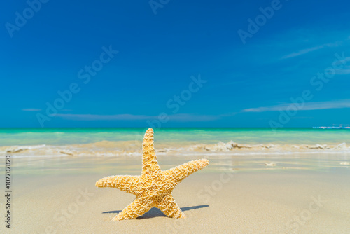 Starfish at the beach