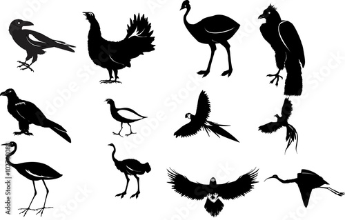 Birds black silhouettes set isolated on white photo