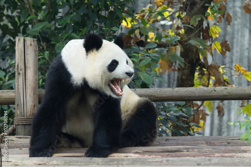 Panda Roaring