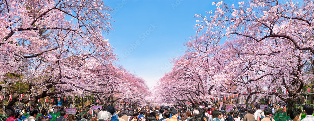 Naklejka premium Kwiaty wiśni w Tokio w parku Ueno wiosną