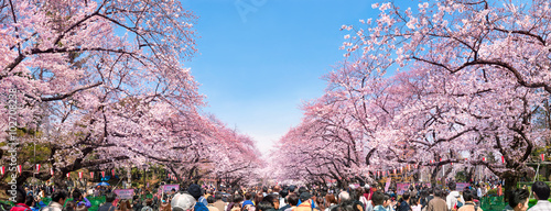 Kirschblüten in Tokyo im Ueno Park im Frühling photo