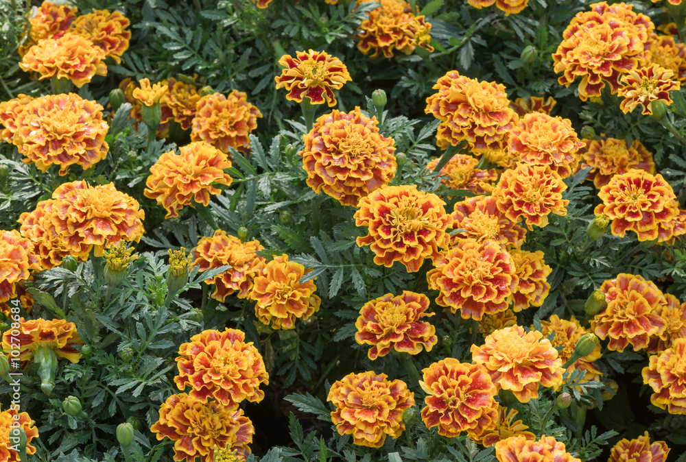 red and yellow Marigold flower