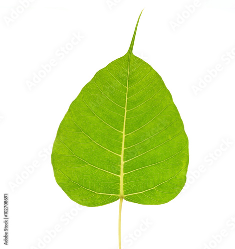 Sacred fig leaf (Ficus religiosa L. , Pipal Tree, Bohhi Tree, Bo photo