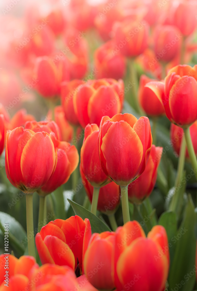 orange Tulip