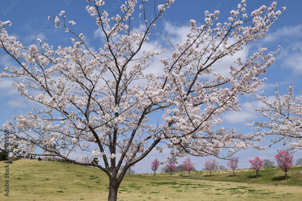 Fototapeta premium サクラ／満開の桜を撮影した、春イメージの写真です。
