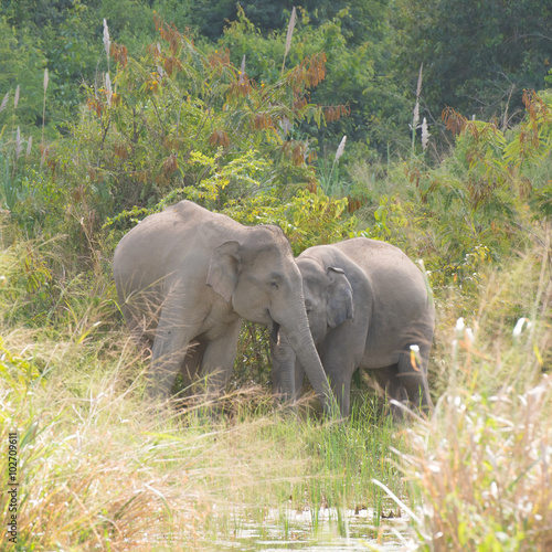 asian elephant in tropical forest, thailand © piyagoon