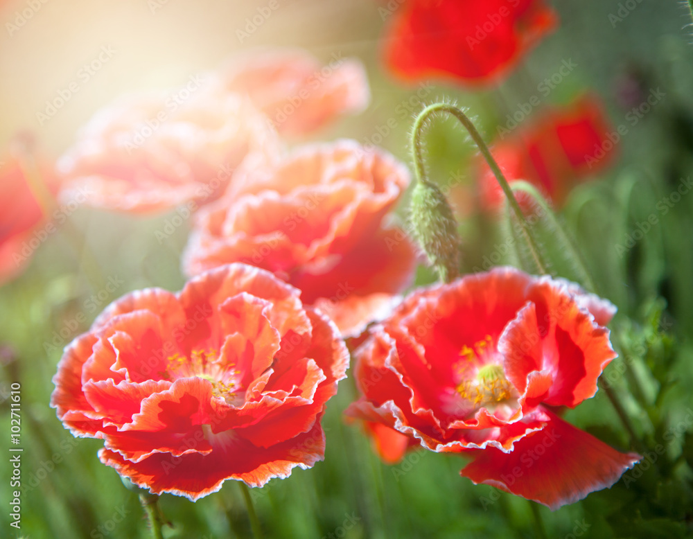 bright red poppies, close-up, in a beautiful sunset light bright red poppies, close-up, in a beautiful sunset light
