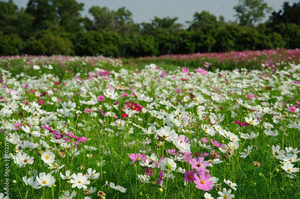 Cosmos flower Cosmos flower