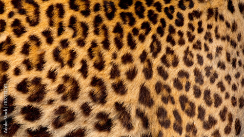 Real jaguar skin