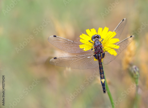 Libelle - eine Kleine Moosjungfer auf einer Blüte photo