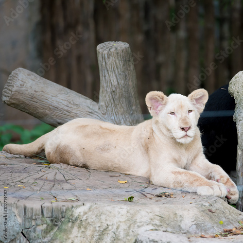 White lion in the zoo