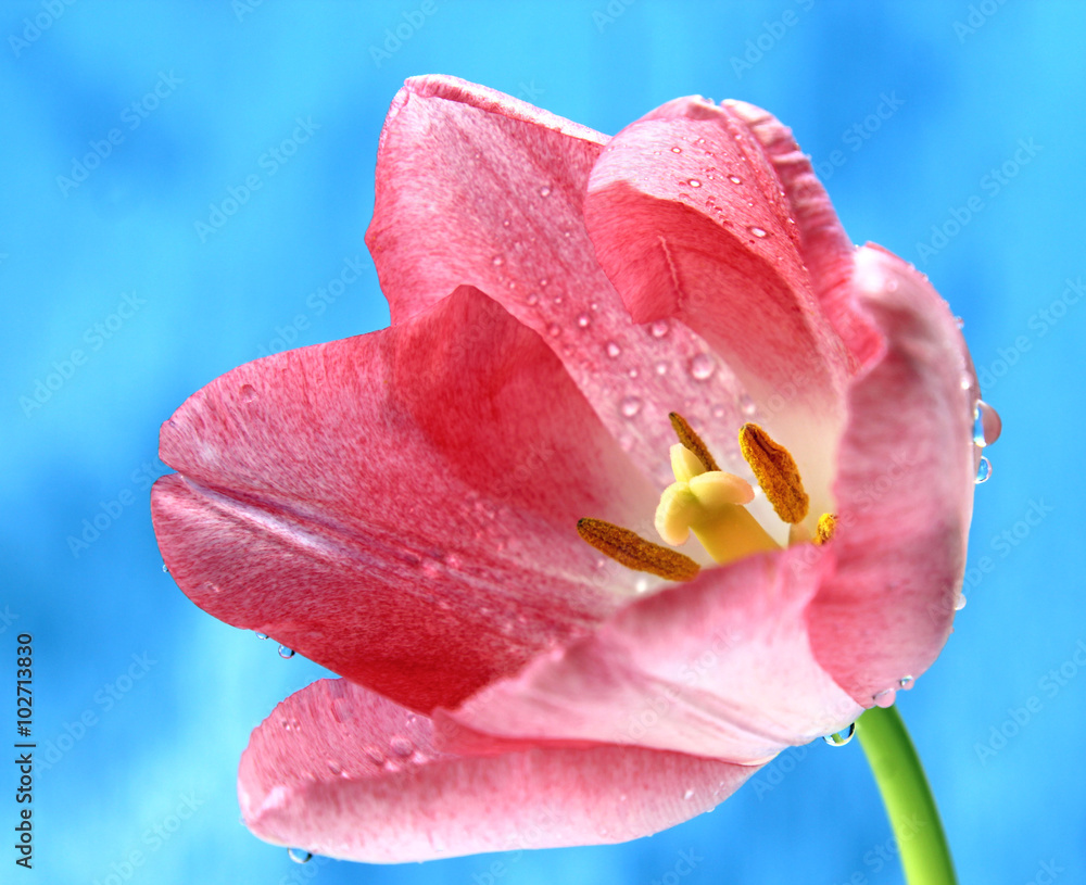 A close up of a wet pink Tulip on blue background. A close up of a wet pink Tulip on blue background.