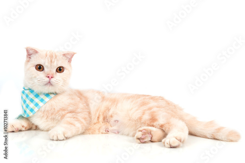 Scottish fold cat © piyagoon