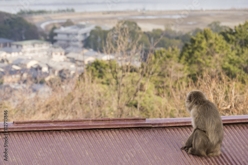 日本猿 © vanhop