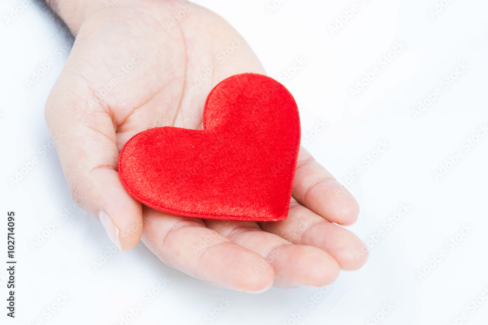 A red heart in hands on a white background. A red heart in hands on a white background.