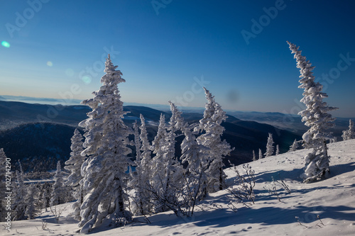 Winter in the mountains, trees covered with snow. beautiful sunlight © trofimov_pavel