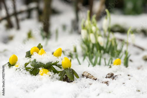 Foto Winter aconite in snow with snowdrops in the blurred background