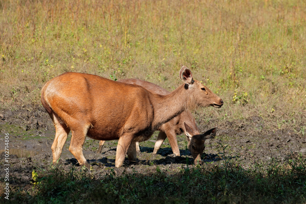 Fototapeta premium Female sambar deers (Rusa unicolor), Kanha National Park, India.
