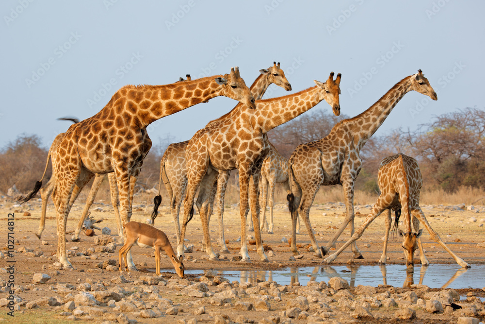 Obraz premium Stado żyraf (Giraffa camelopardalis) przy wodopoju, Park Narodowy Etosha, Namibia.
