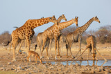 Giraffe herd (Giraffa camelopardalis) at a waterhole, Etosha National Park, Namibia.