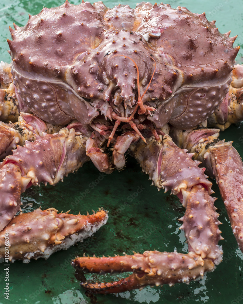 Golden king crab 